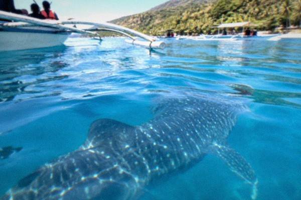 6-Hour Round-Trip Whale Sharks, Cebu