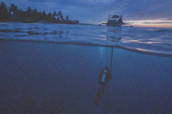 Early-Morning Thresher Shark Dive, Cebu