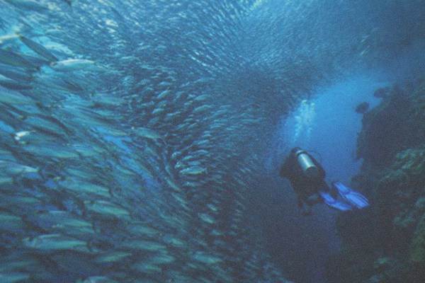 Sardines Snorkel Plus Canyoneering, Cebu