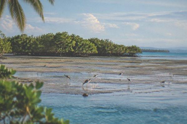 Bird Watching Plus Snorkeling Trip, Cebu