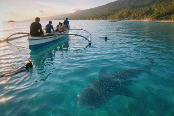 10-Hour Whale Shark Day Tour, Cebu