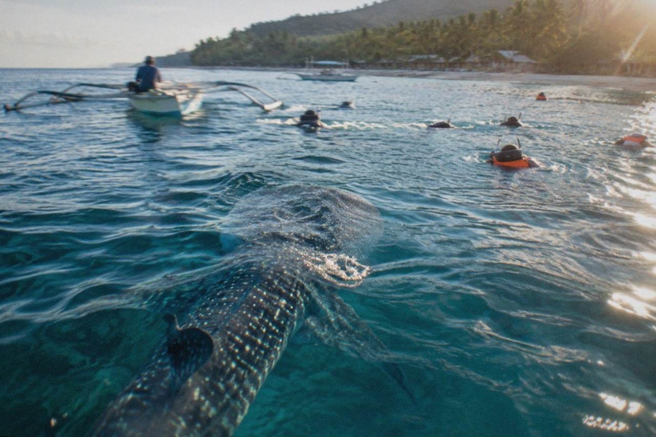 Snorkelers in the water near a large whale shark at Oslob, Cebu, with a small outrigger boat nearby
