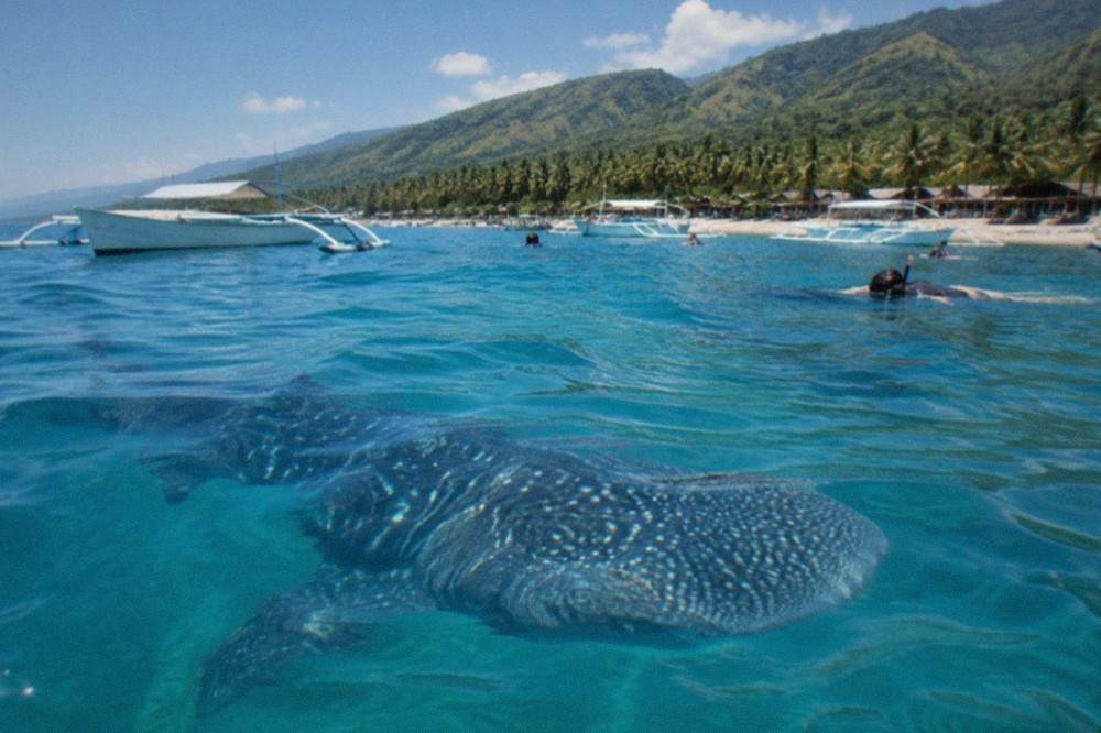 A whale shark near the surface at Oslob with green hills of south Cebu in the background