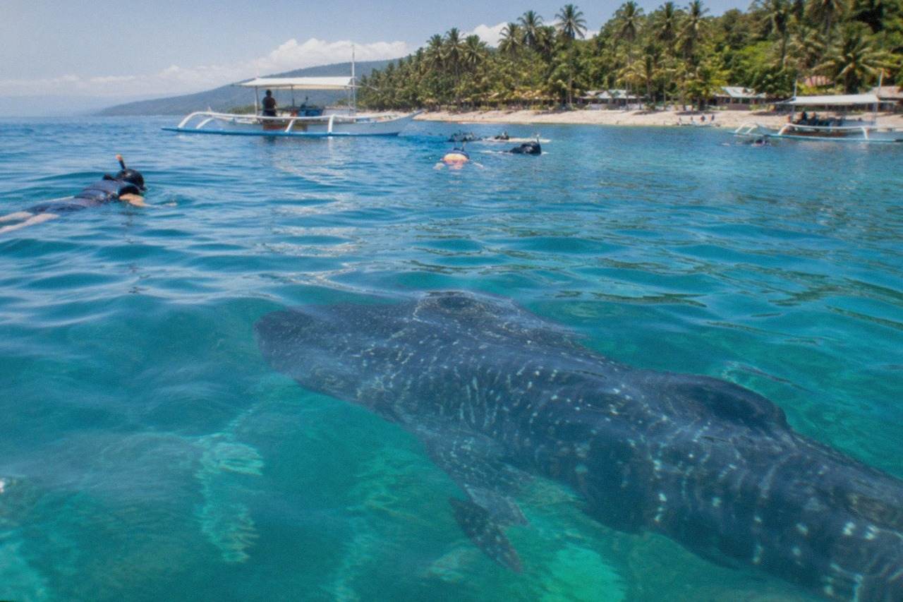 Snorkelers in the water near a whale shark just below the surface at a tropical beach