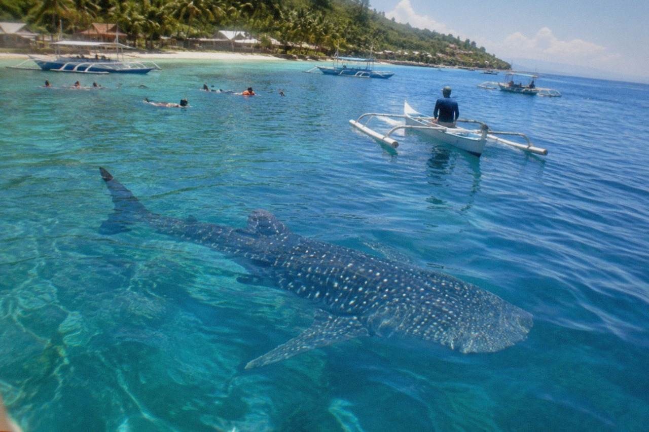 A whale shark swimming near the surface of clear blue water with a small escort boat nearby