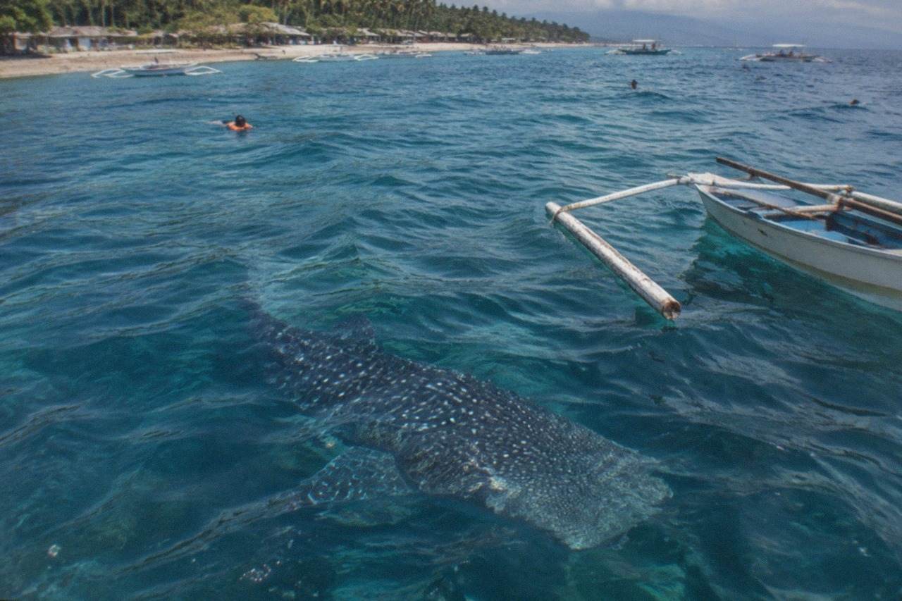 A whale shark swimming near the surface of clear blue water beside a small wooden boat