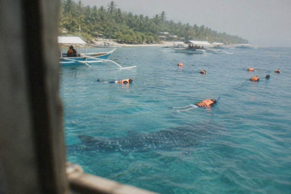 Snorkelers in life jackets floating on the surface above a whale shark in shallow blue water