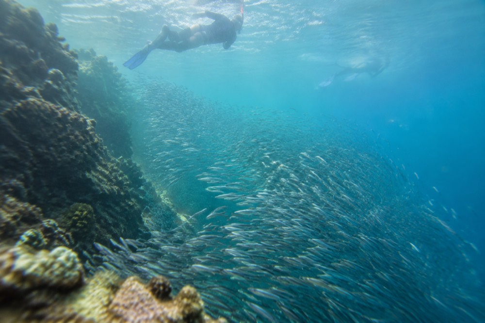 Snorkellers swimming above a dense school of sardines swirling off a reef wall in Moalboal