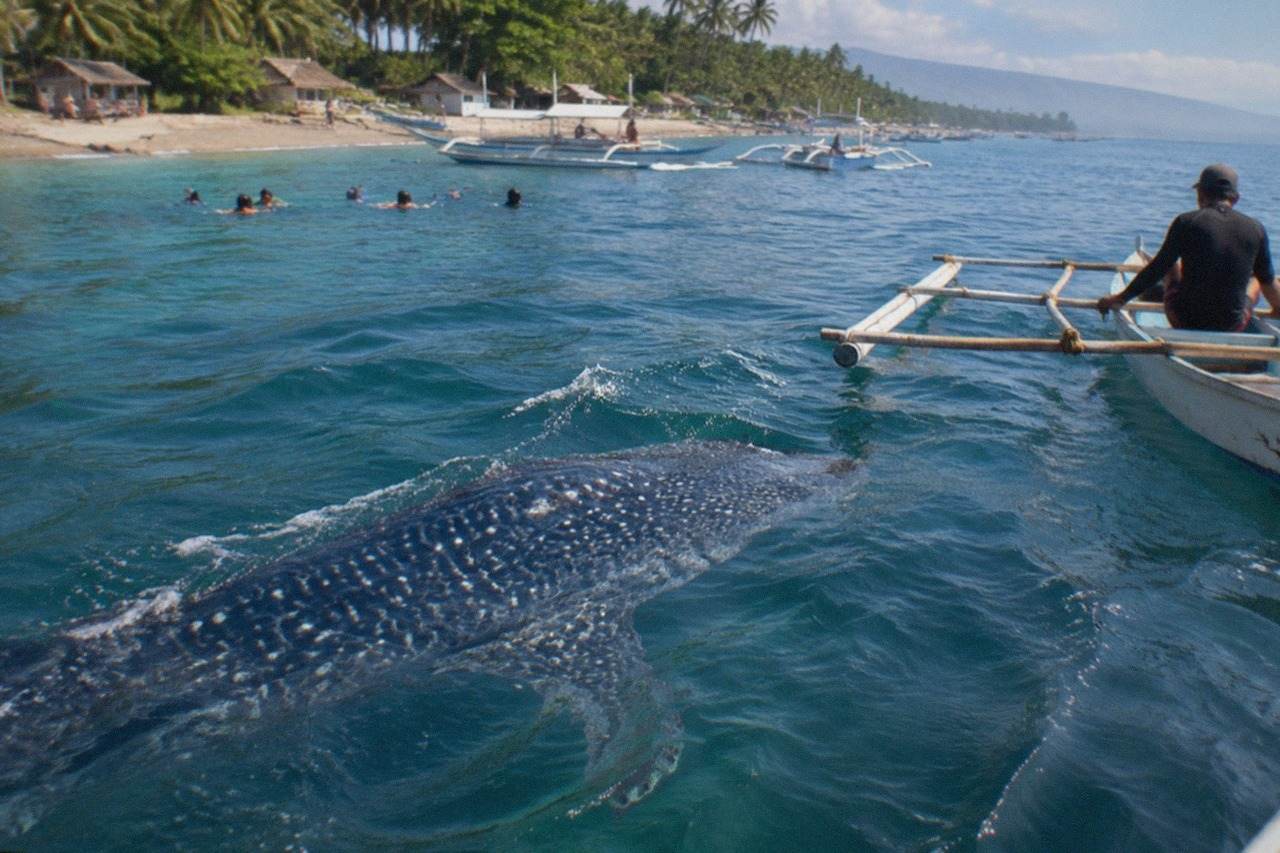 Whale shark swimming near the surface beside a small wooden outrigger boat in calm blue water off Oslob