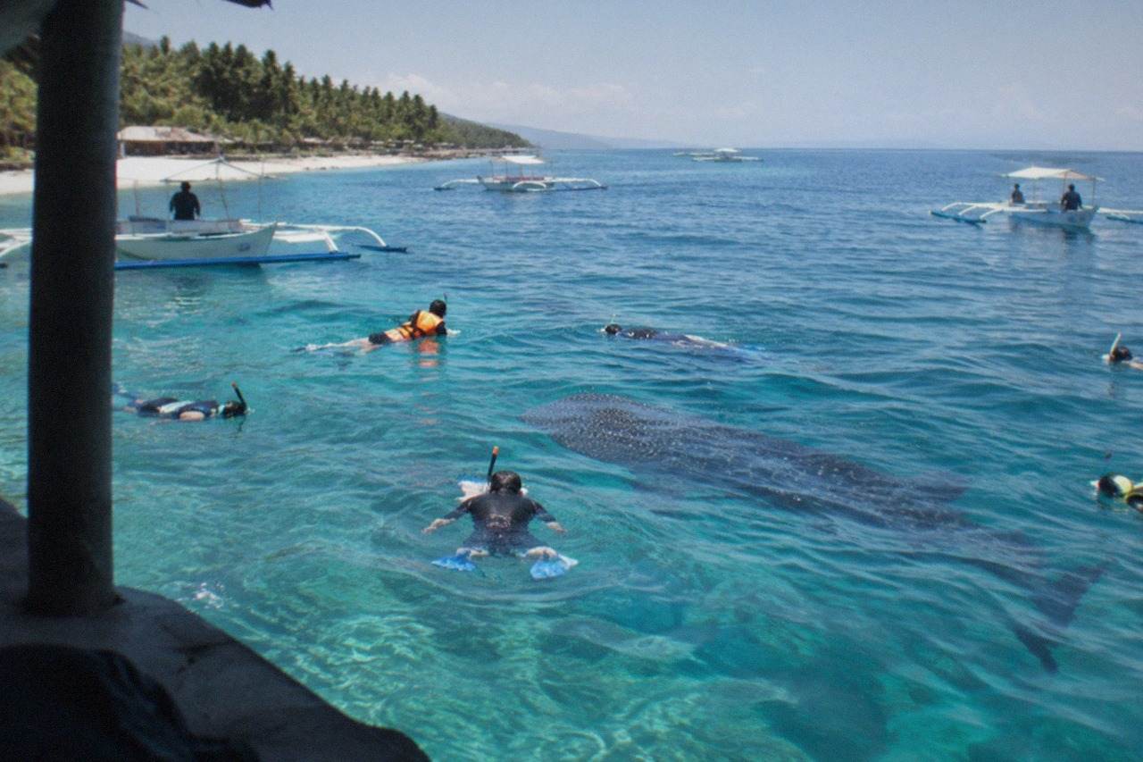 Snorkelers in the water near a large whale shark just below the surface at Oslob, Philippines