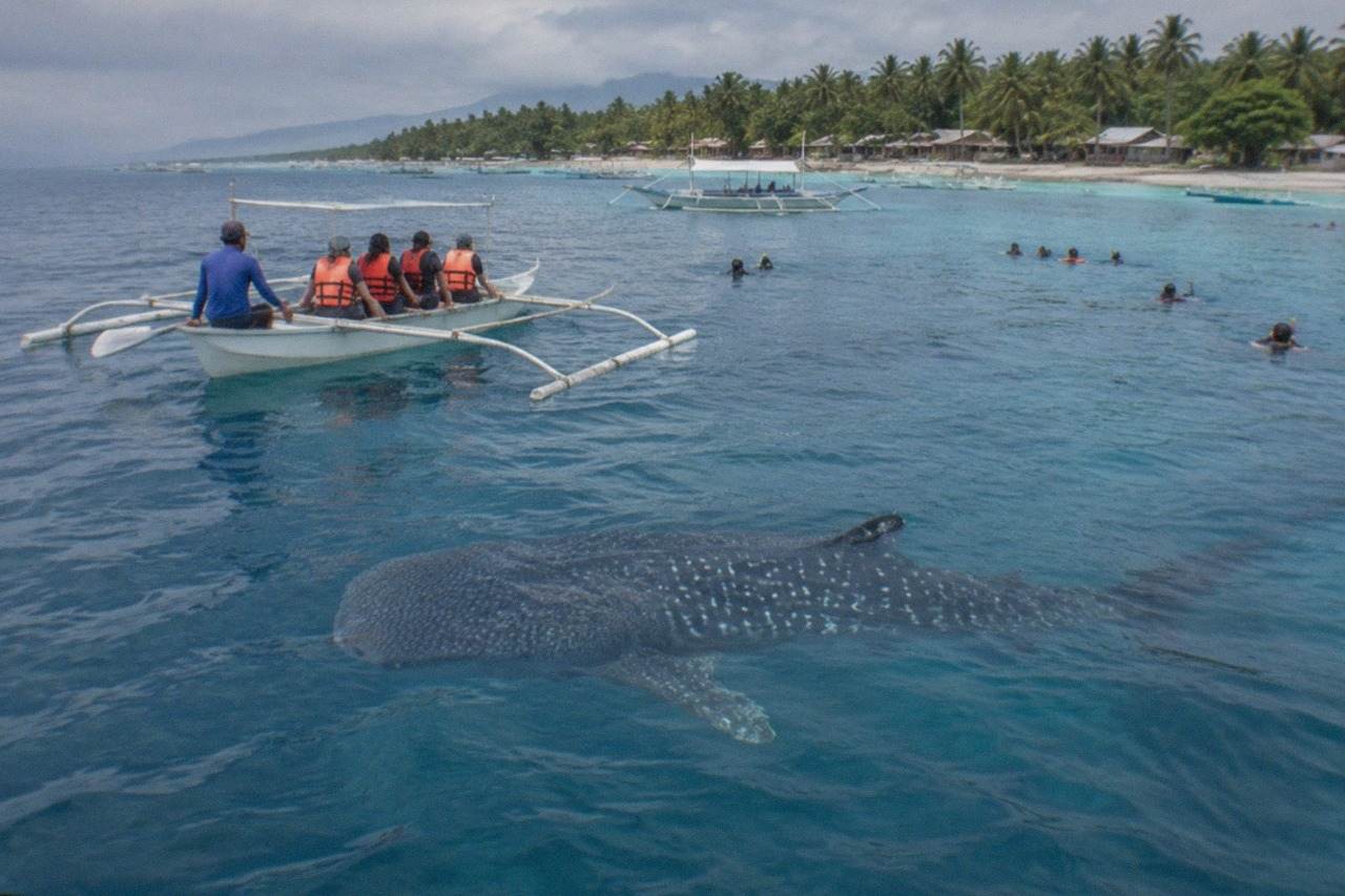 A whale shark swimming near the surface with a small boat of visitors nearby in calm blue water