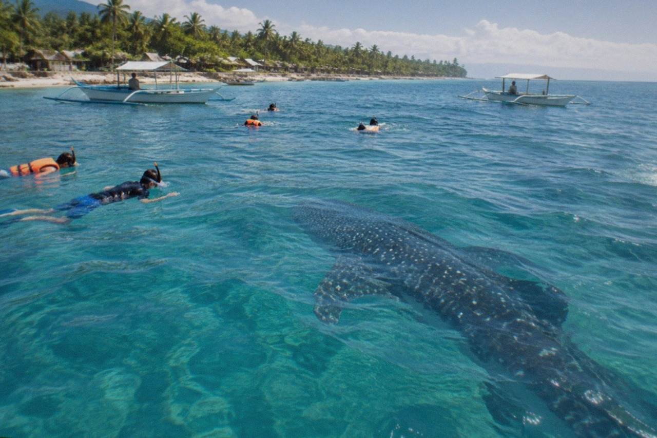 Snorkelers in the water near a whale shark at Oslob, Cebu, Philippines