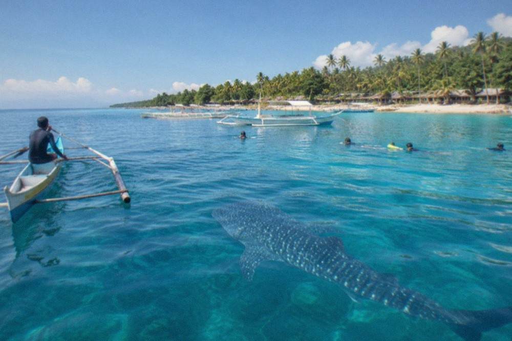 A whale shark swimming just below the surface near a small wooden paddle boat at Oslob
