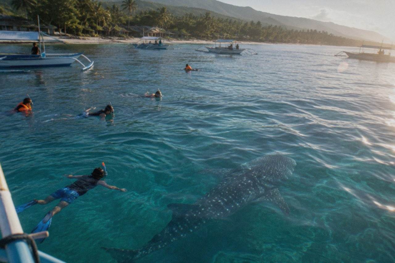 Snorkelers in the water near a whale shark just below the surface at Oslob, Cebu