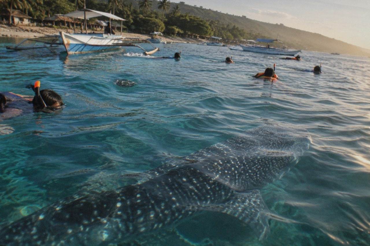 Snorkelers in the water near a whale shark just below the surface at Oslob, Cebu