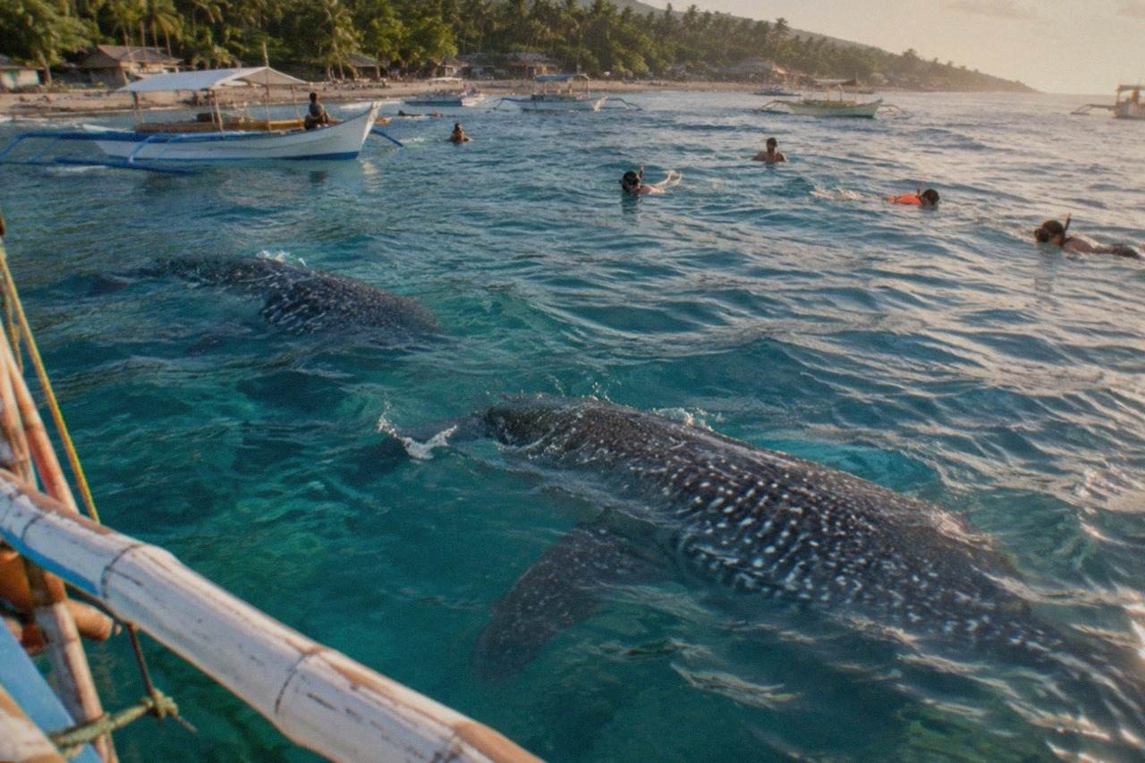 Whale sharks swimming near a wooden boat in shallow tropical water off Oslob, Cebu