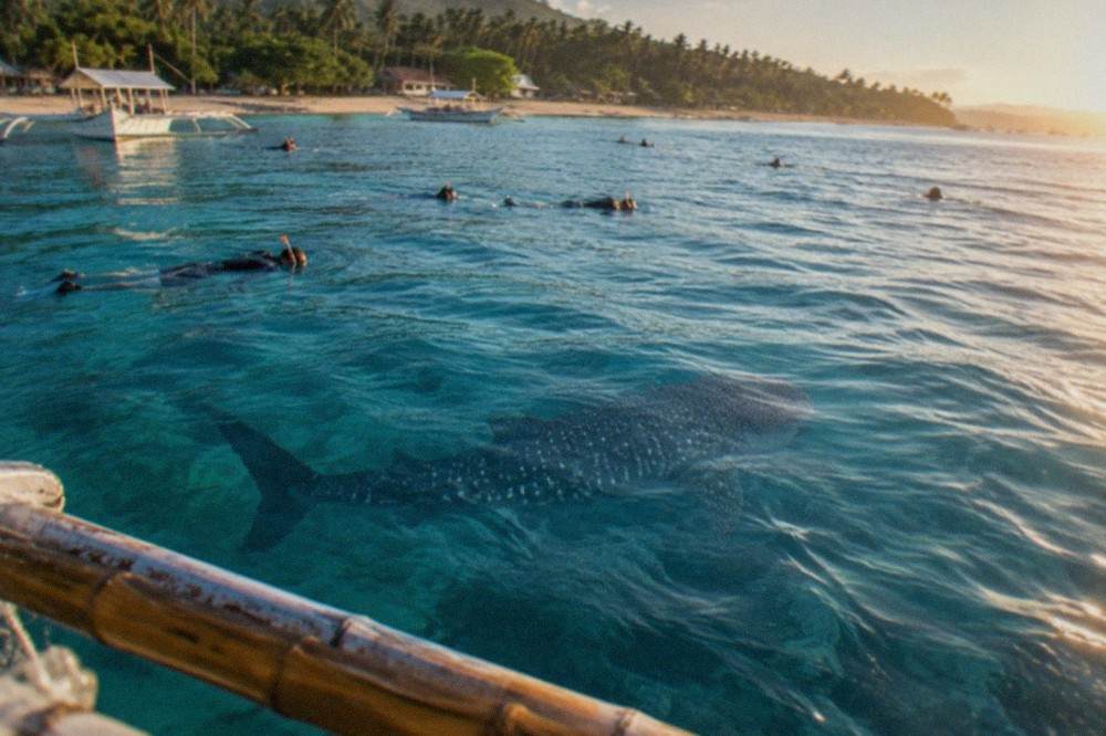 Snorkellers floating at a distance above a whale shark in clear blue water