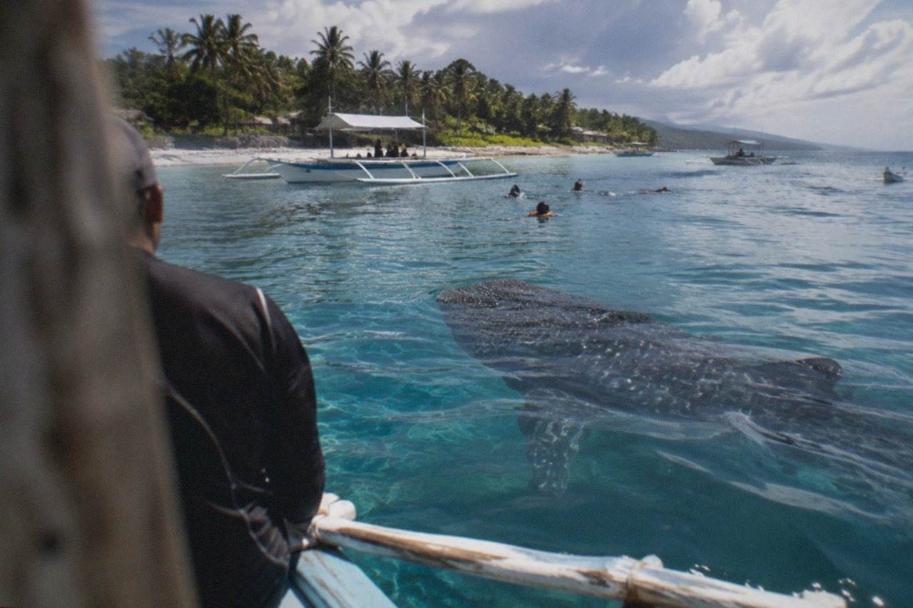 A whale shark swimming near the surface beside a small wooden boat in shallow tropical water