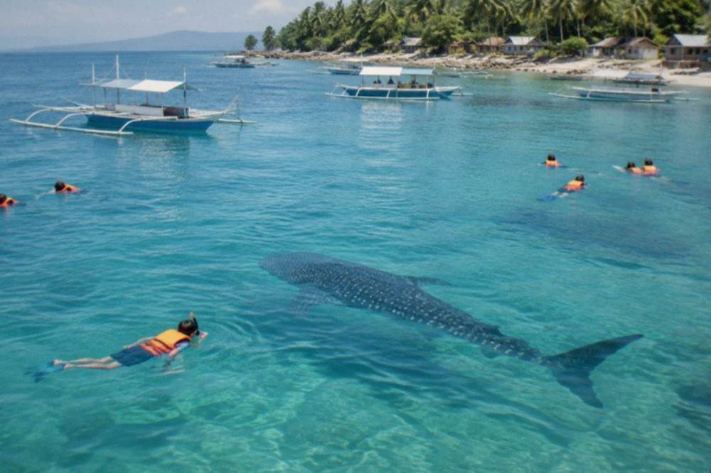 Snorkellers in life jackets keeping a distance from a whale shark in clear shallow water