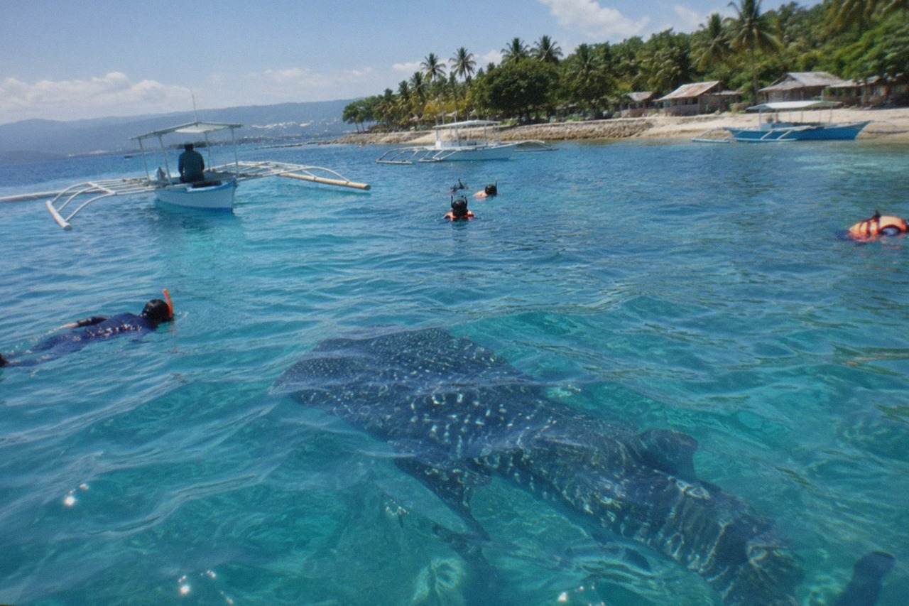 Snorkelers in the water near a whale shark just below the surface at Oslob, Cebu