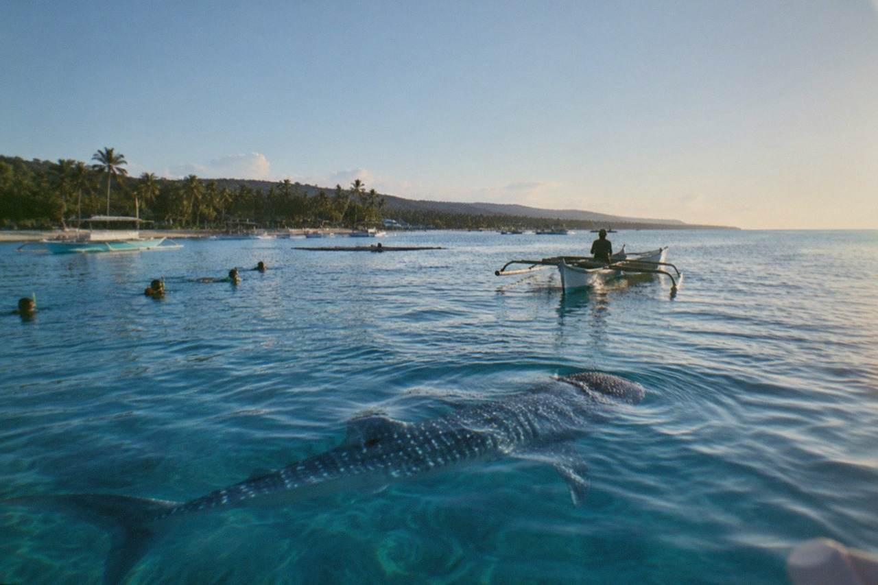 A whale shark swimming near the surface of clear blue water with a small wooden boat nearby
