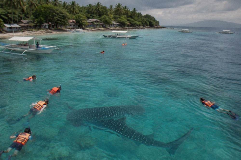 Snorkellers in life jackets floating above a whale shark in shallow turquoise water