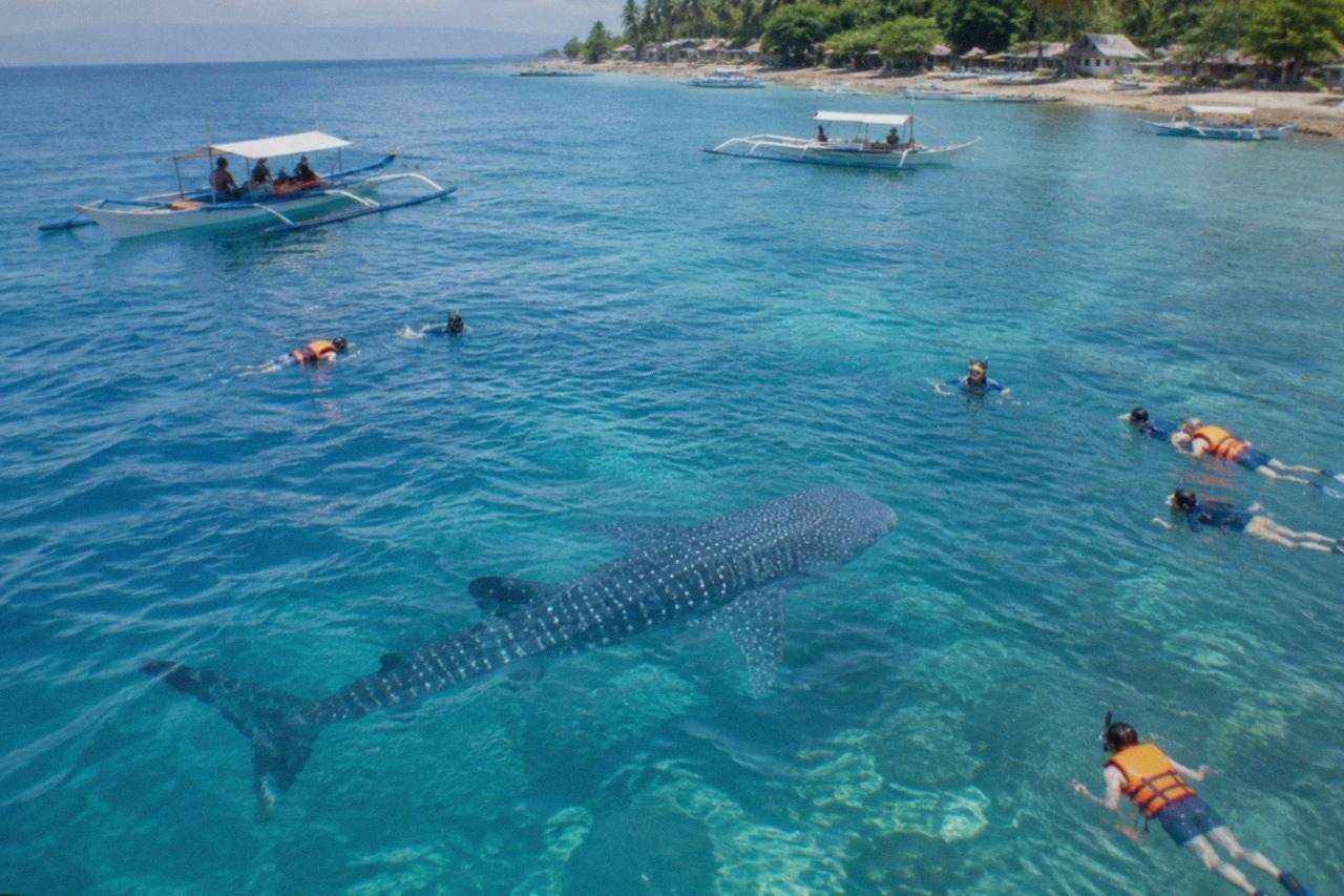 Snorkelers in clear blue water near a whale shark off the coast of Oslob, Cebu, Philippines