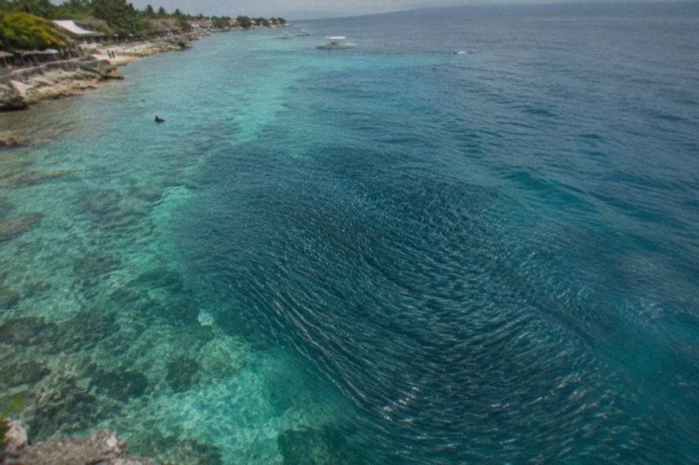 A dense school of sardines swirling over a coral reef near Panagsama Beach in Moalboal, Cebu