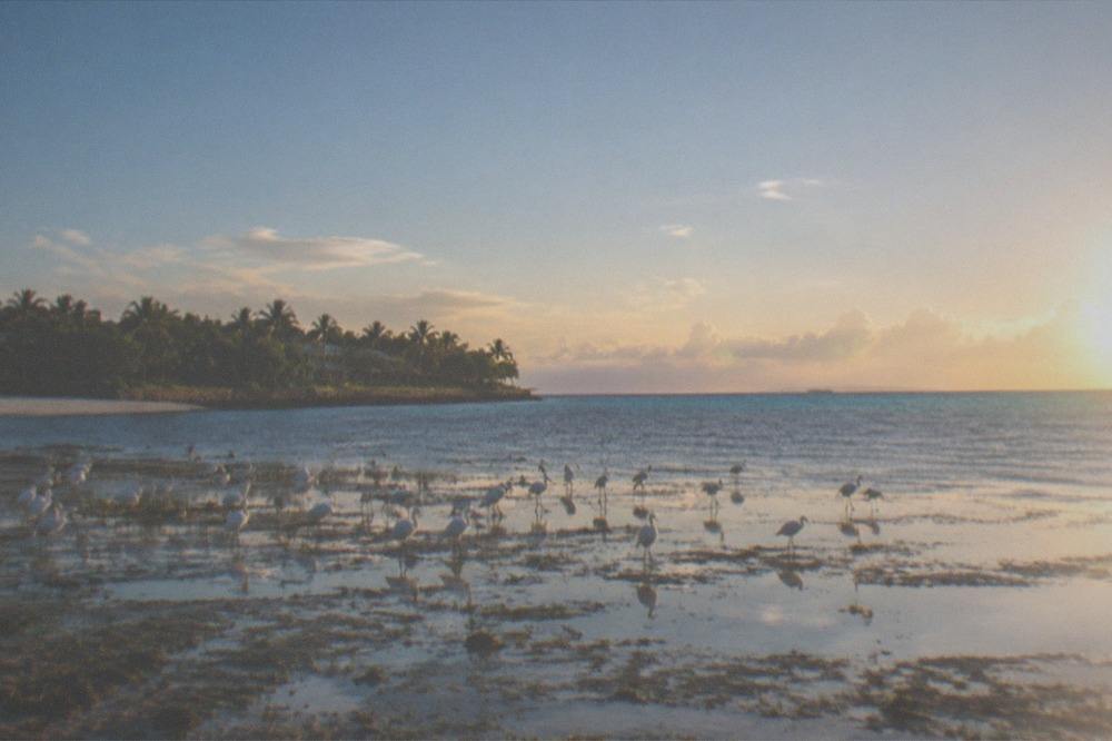 A flock of white shorebirds wading on a shallow mudflat at low tide