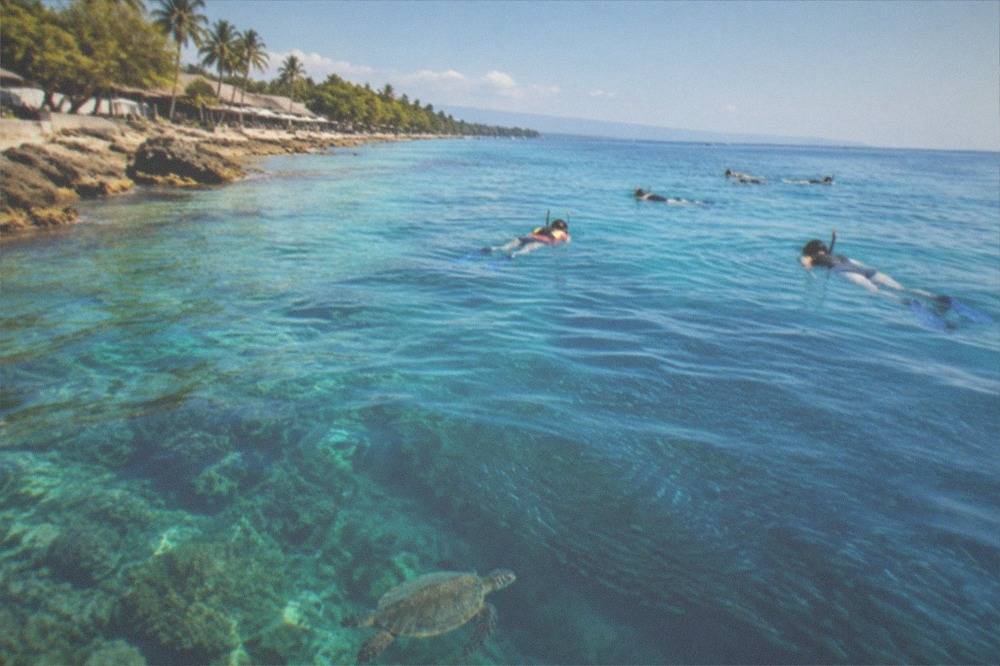 Snorkelers floating above a coral wall with a green sea turtle passing below