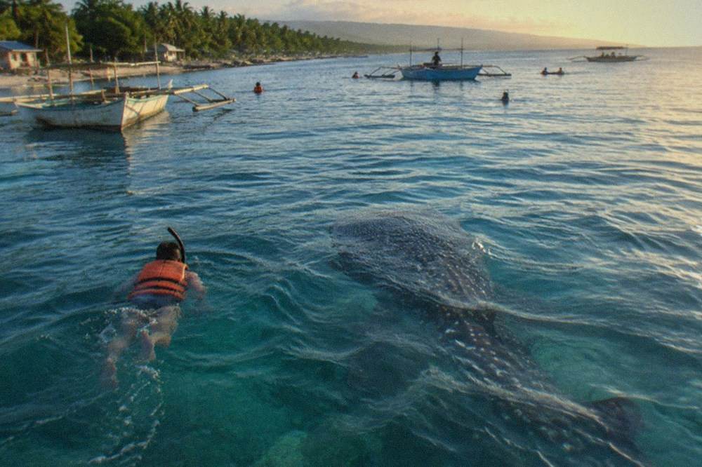 A snorkeller in a life jacket floating in clear blue water a few metres from a large grey whale shark