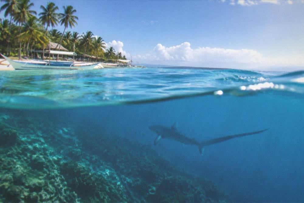 A thresher shark silhouette moving through blue water above a coral reef drop-off