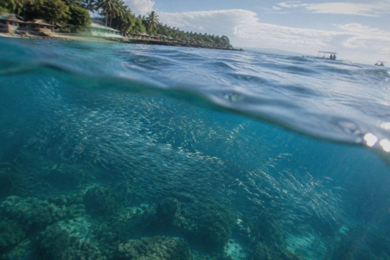 A dense school of sardines swirling in a silver ball above a coral reef in clear blue water