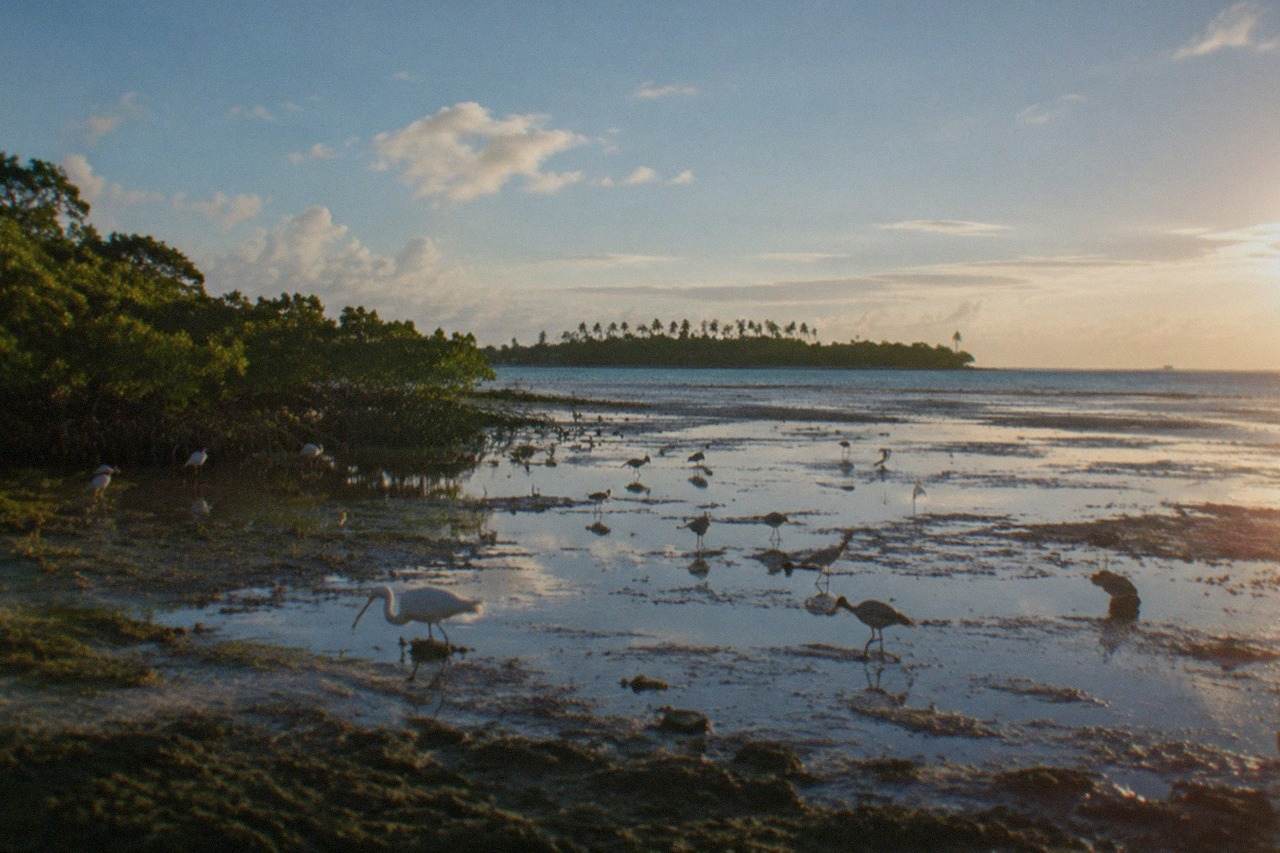Wading birds feeding on a shallow tidal flat at Olango Island Wildlife Sanctuary in Cebu, Philippines