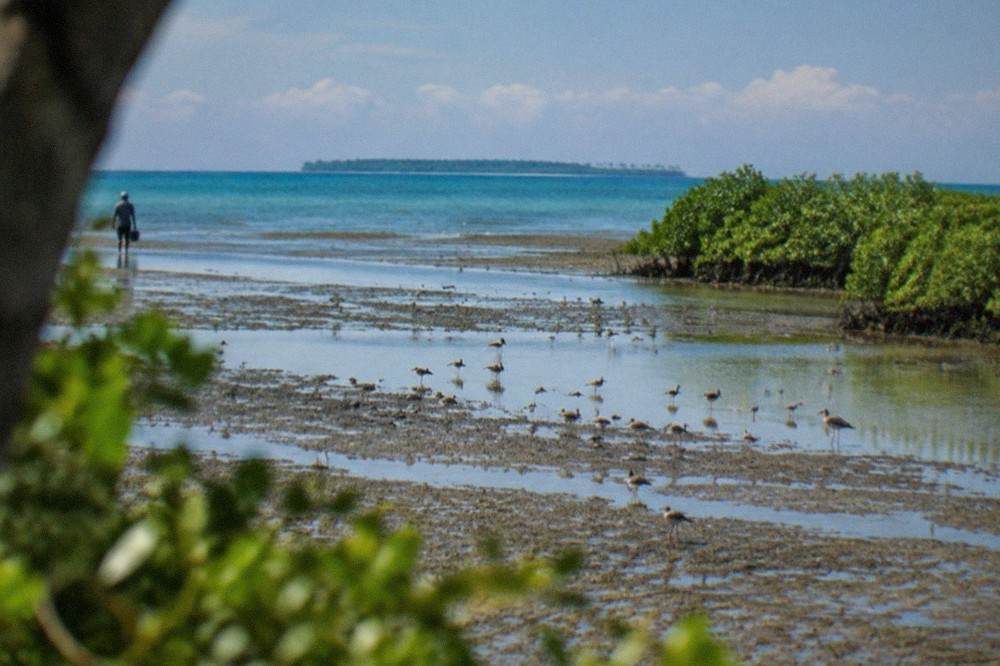 A wide view of exposed mudflats and shallow water at low tide on Olango Island, Cebu, Philippines