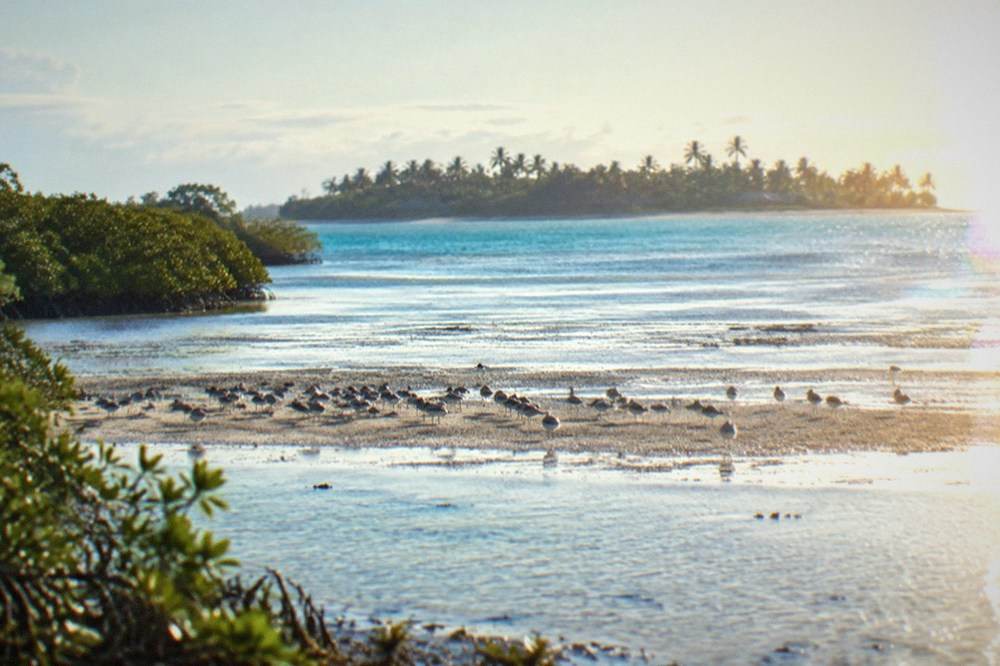 A flock of small shorebirds resting on a sandbar near Olango Island, Cebu, Philippines