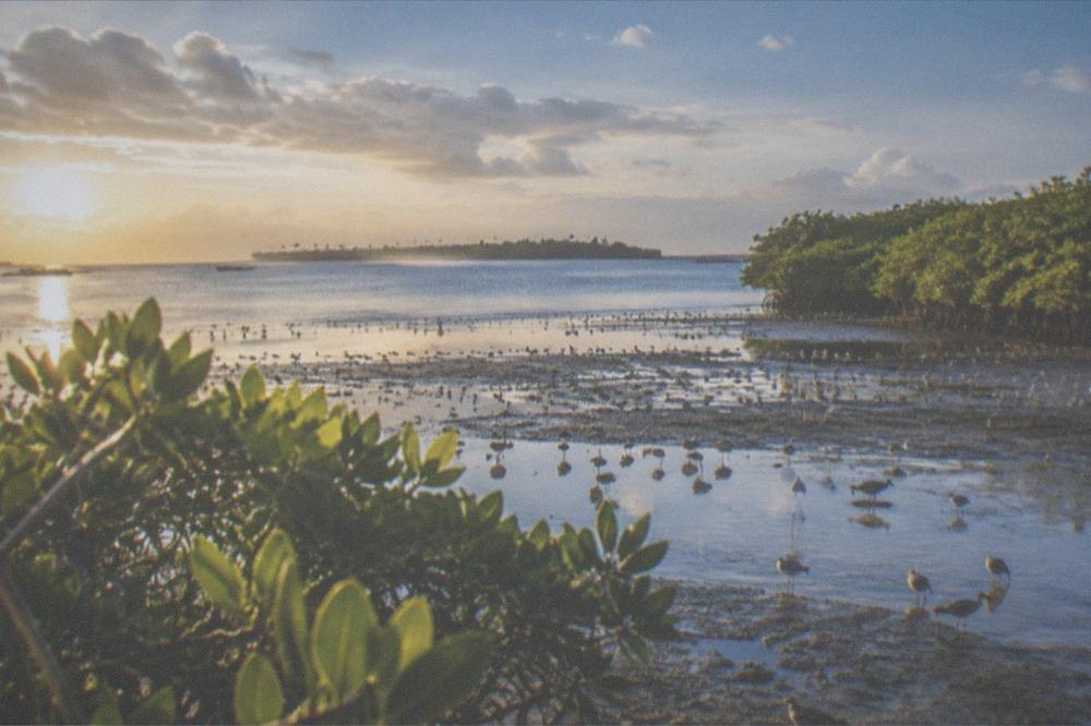 Sunrise light over calm water and mangroves on the coast of Olango Island, Cebu, Philippines