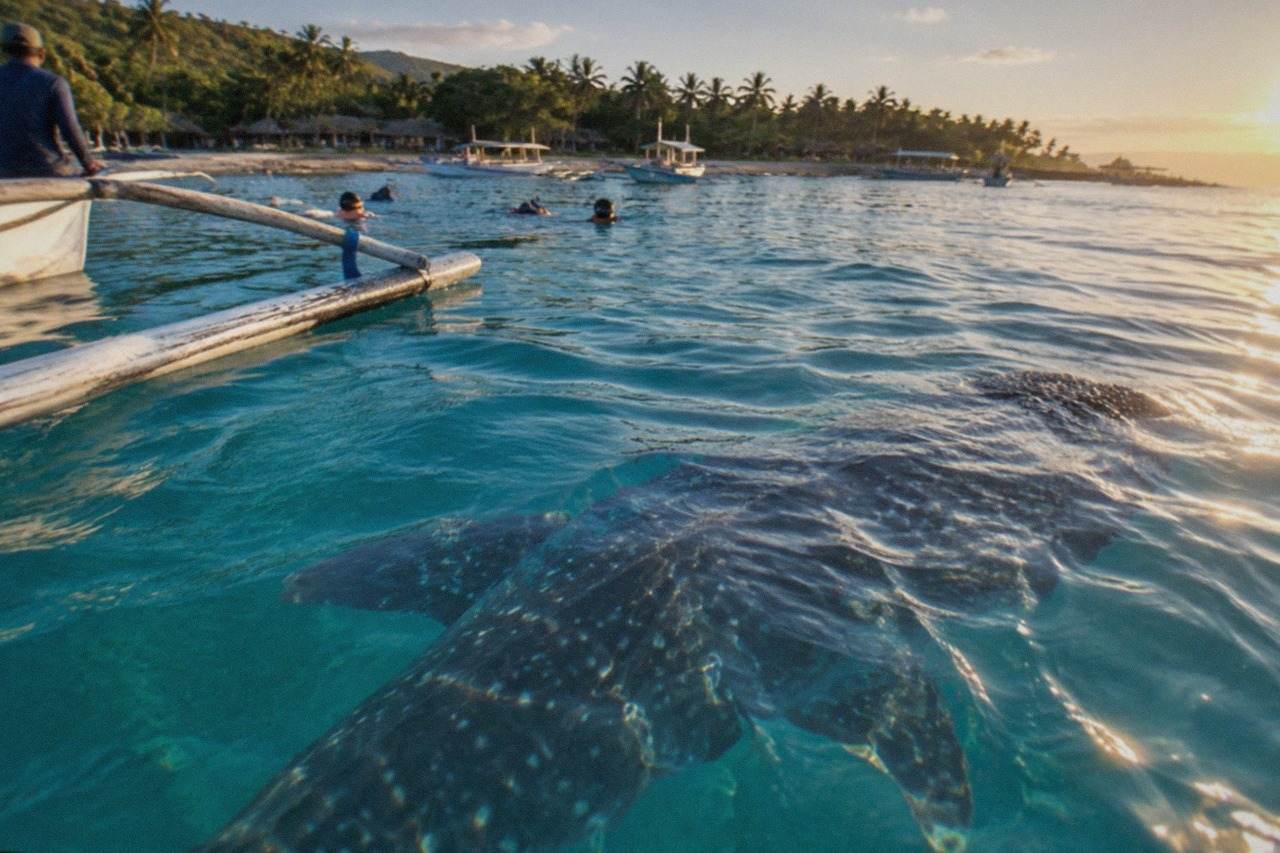 A large whale shark swimming near the surface beside a small wooden outrigger boat in calm turquoise water