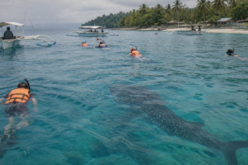 Snorkelers in life vests floating in blue water above the shadow of a whale shark