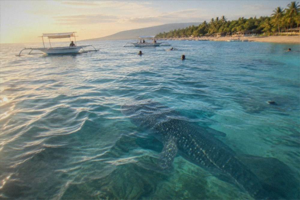 A whale shark seen from above through clear water above a pale sandy bottom