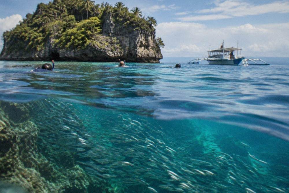 Snorkelers floating above a dense school of silver sardines near a coral reef wall