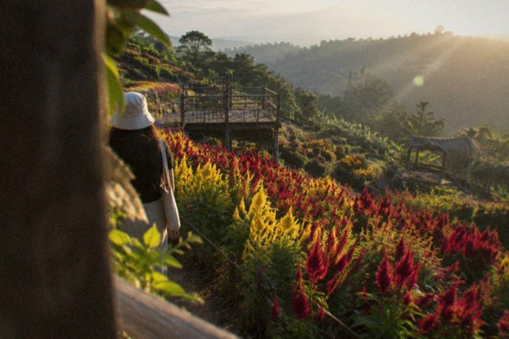 A visitor walking a narrow path between dense beds of red and yellow celosia flowers on a terraced hillside