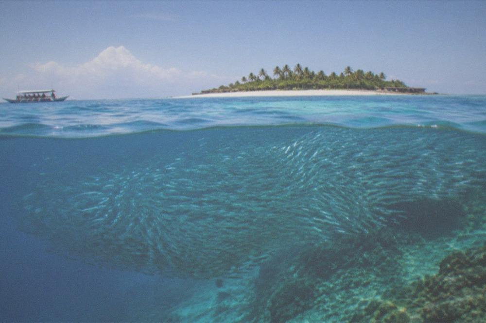 A massive school of sardines swirling above a coral reef slope underwater