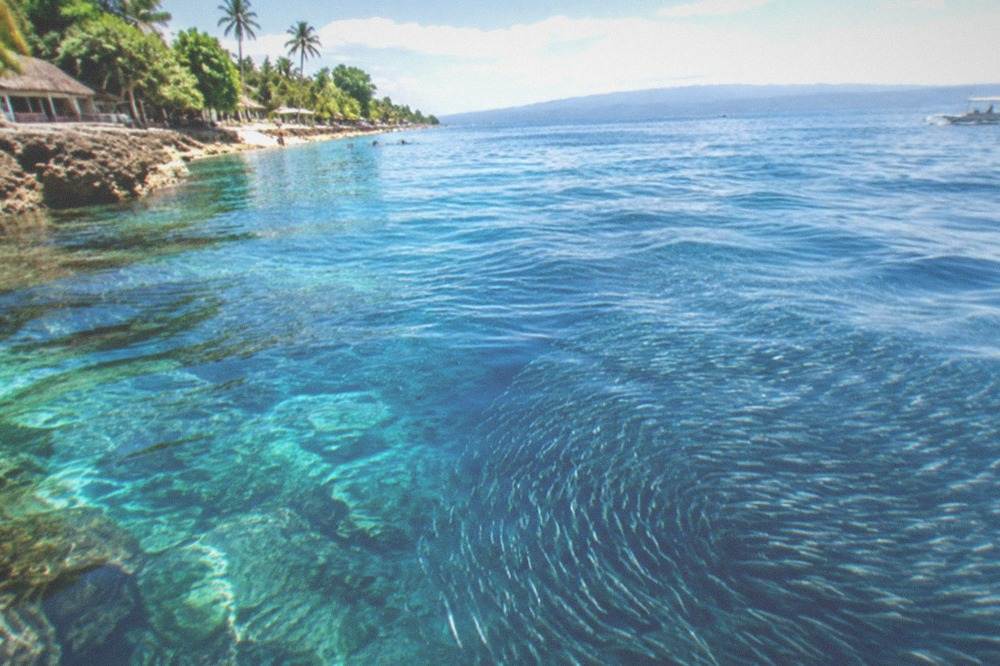 A dense school of sardines swirling in blue water near a reef wall off Panagsama Beach, Moalboal