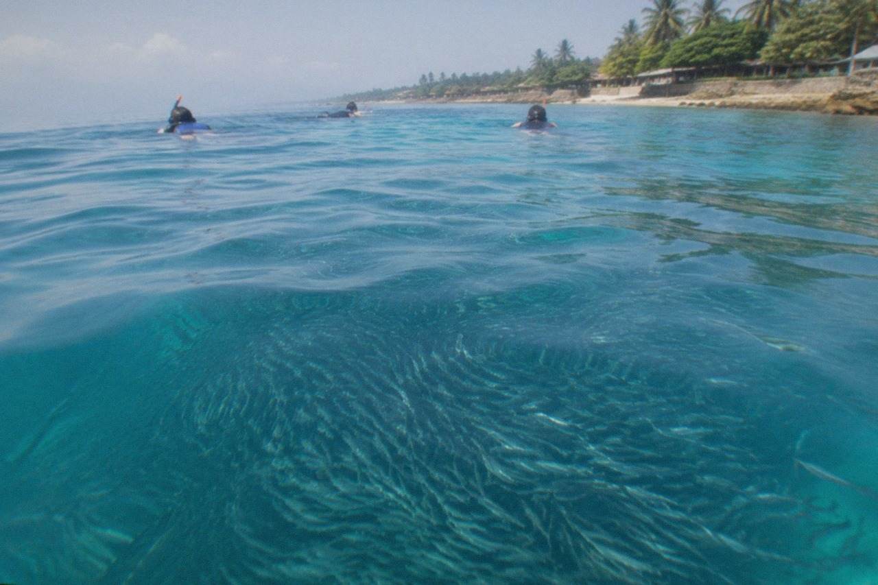 Snorkelers floating above a huge swirling school of sardines close to a tropical beach