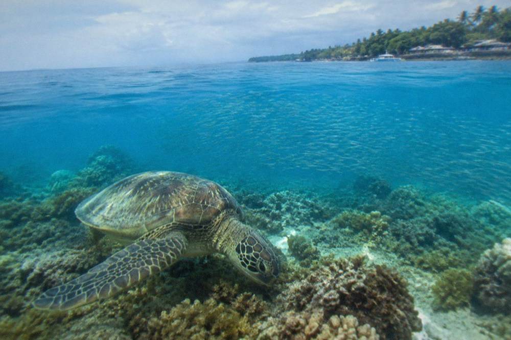 A green sea turtle grazing on a coral reef in clear blue water