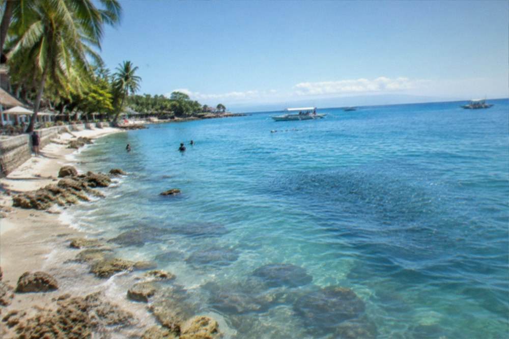 A palm-fringed tropical beach under a clear blue sky with calm water