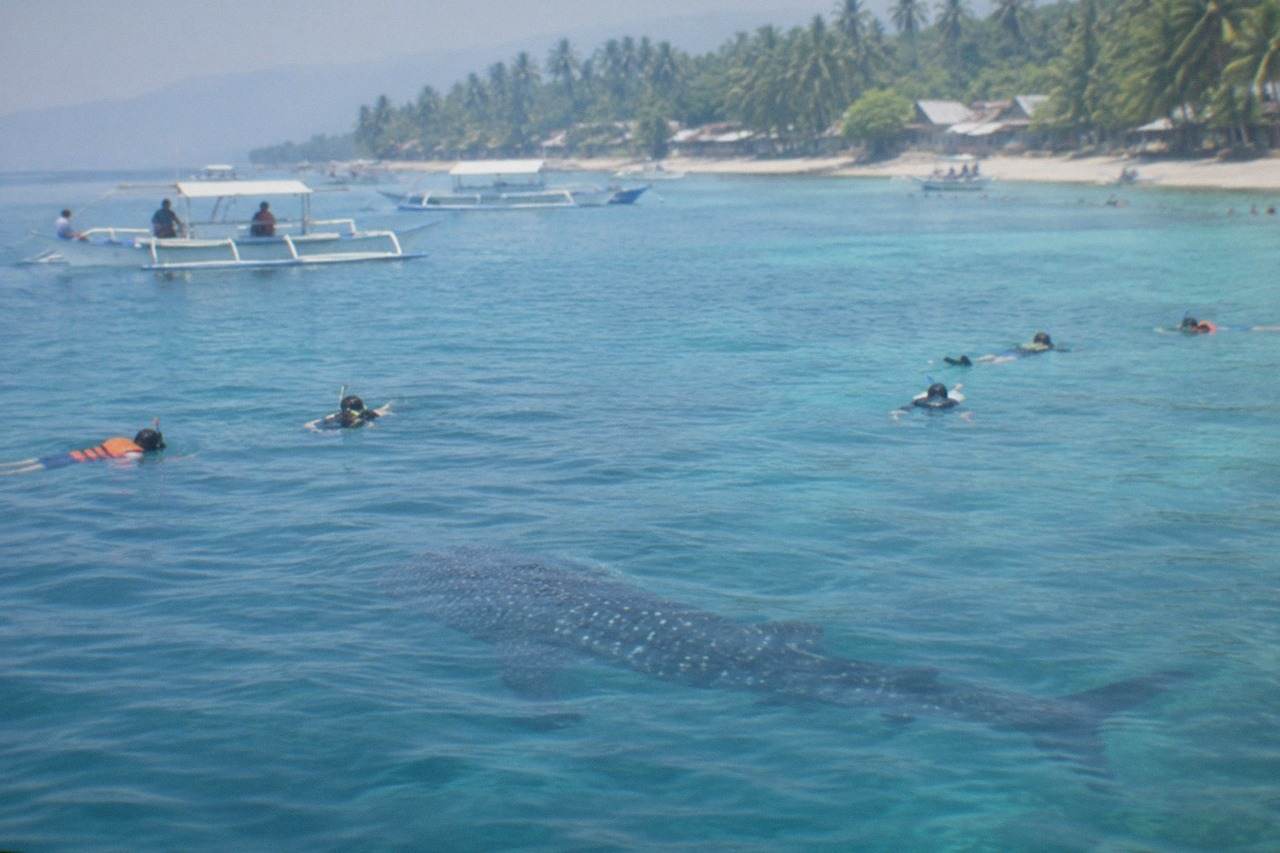 Snorkelers in the water near a whale shark just below the surface at Oslob