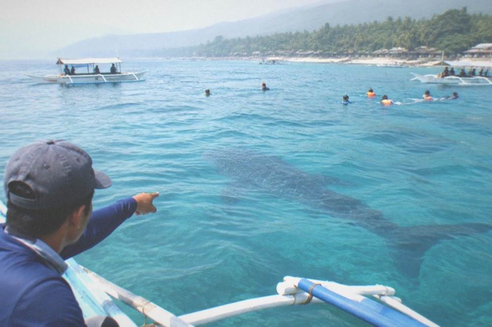 A guide on an outrigger boat pointing toward a whale shark shadow in the water