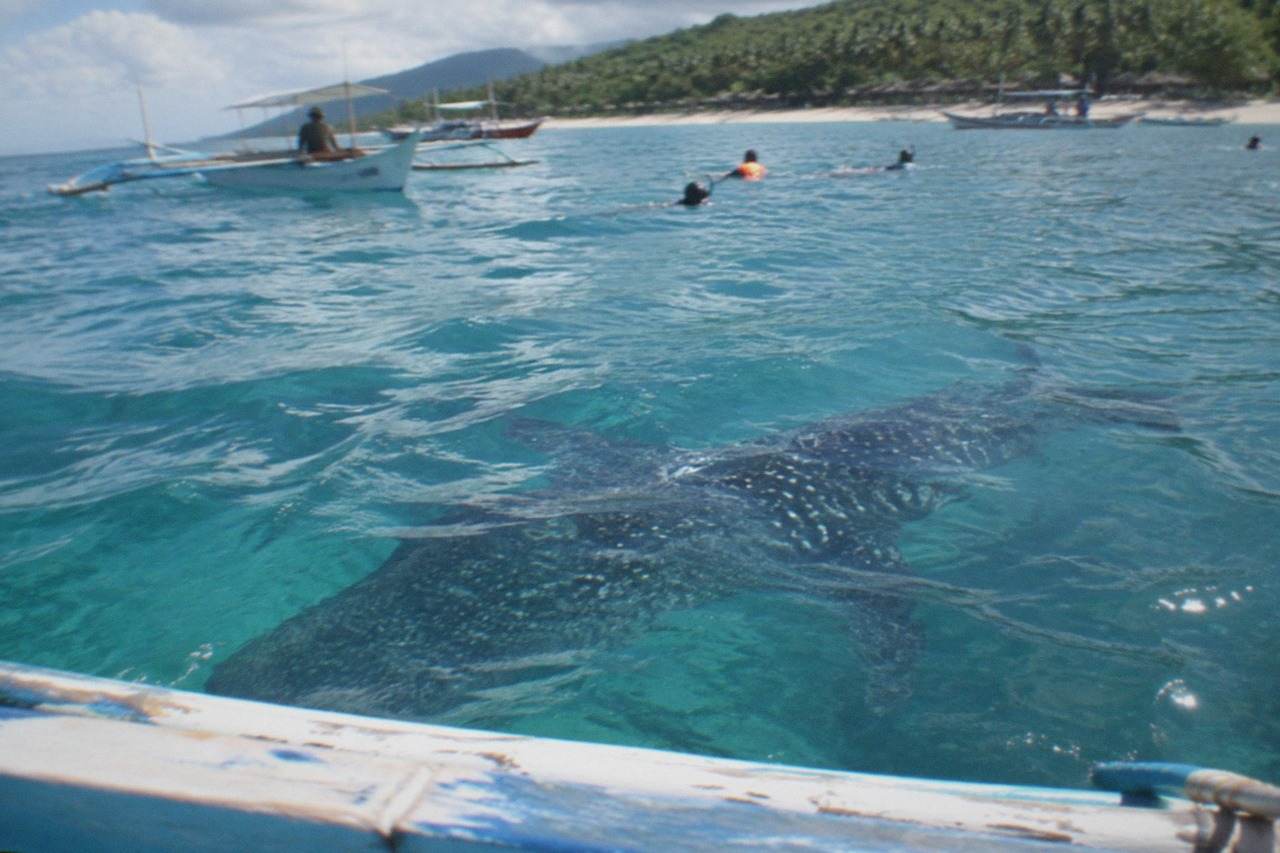 Whale shark swimming near a wooden boat in shallow turquoise water off Oslob in south Cebu